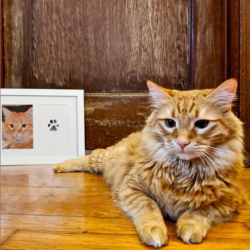 Pet Paw Print Kit With 1 Ink P - огляд і ціна Footprint Ink Kit